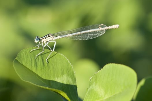 Damselfly resting on a clover leaf at sunset