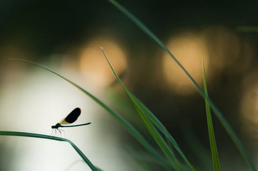 Damselfly resting on a blade of grass at sunset