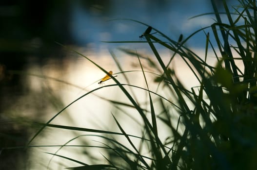 Damselfly resting on a blade of grass at sunset