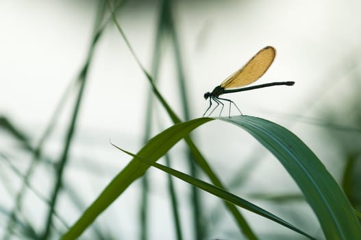Damselfly resting on a blade of grass at sunset