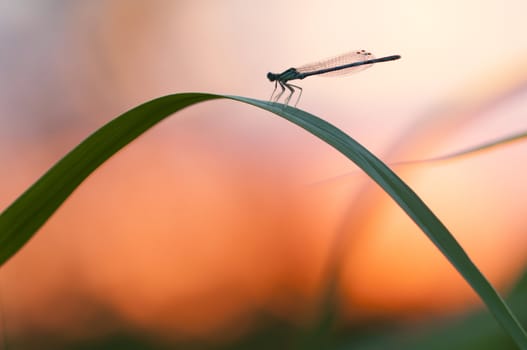Damselfly resting on a blade of grass at sunset