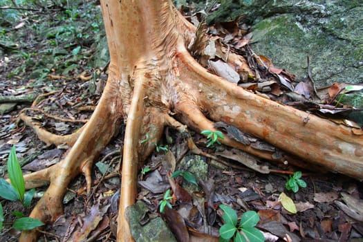 Buttressed roots at Virgin Islands National Park on St John (USVI)