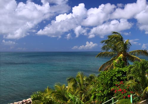 Tropical vegetation along the coastline of Saint Kitts.