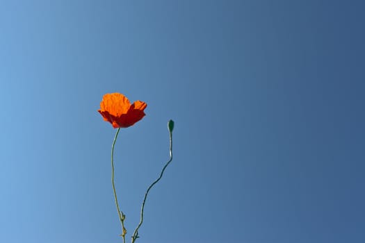 wild poppies against blue sky with seeds