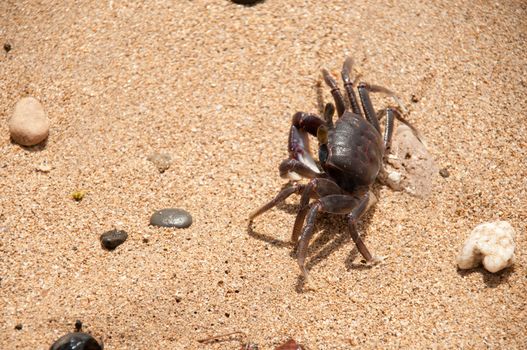 Lonely crab on the beach in Hawaii