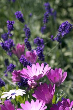 A portrait format image of blooming pink daisies set in front of bright purple lavendar flowers, all set against a green foliage background.