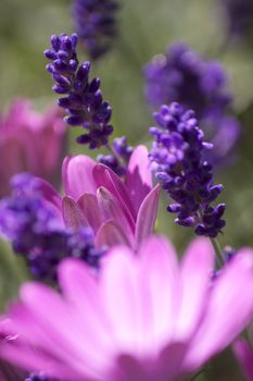 Pink dasies and purple lavender set on a portrait format image. Evocative of summer colour.