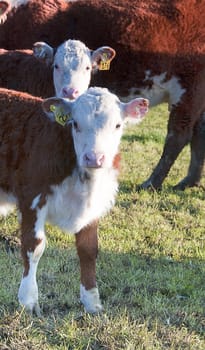 Two curious calves staring straight at the camera 