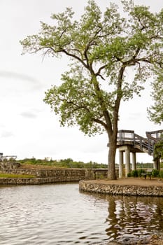 A tree in a park with an overcast sky as a backdrop