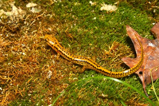 Long-tailed Salamander (Eurycea longicauda) near Cane Creek in Alabama.
