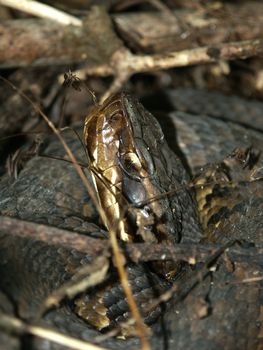Cottonmouth (Agkistrodon piscivorus) in Shawnee National Forest of southern Illinois.