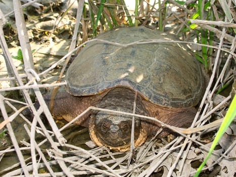 A Snapping Turtle (Chelydra serpentina) at Deer Run Forest Preserve in northern Illinois.