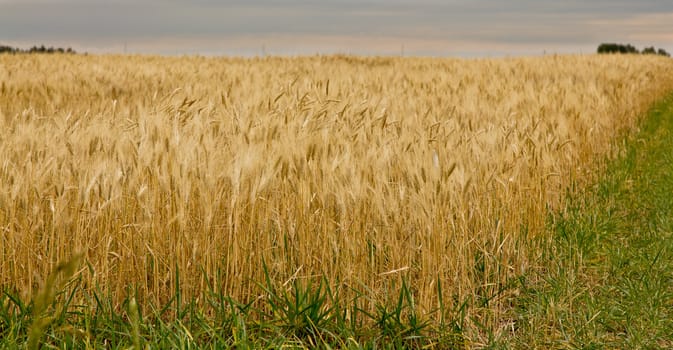 A farmland with wheat ready to be harvested