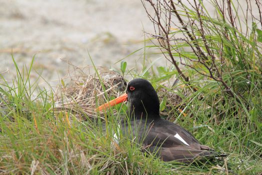 breeding oyster-catcher on nest