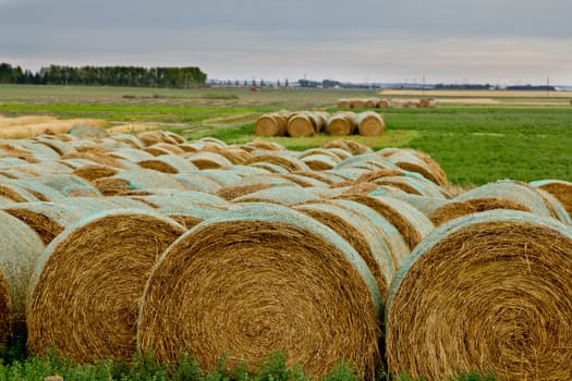 Hay rolls stacked next to eachother in a field