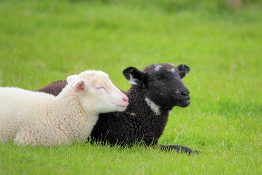 black and white lamb on a meadow