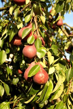 The jouice pears on the tree