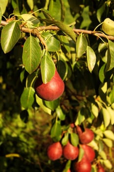 The jouice pears on the tree