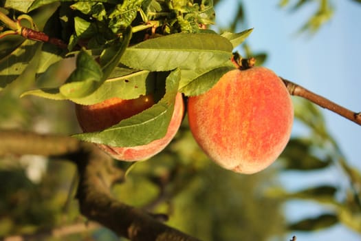 The peaches on the tree