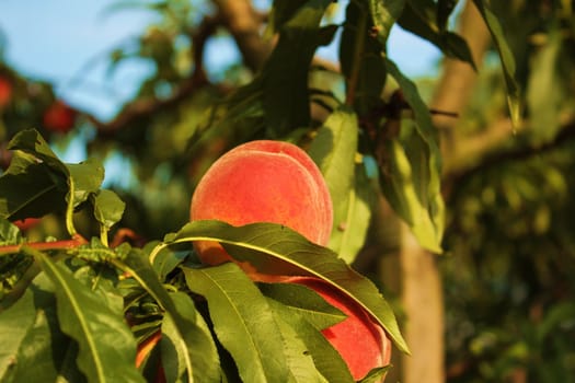 The peaches on the tree