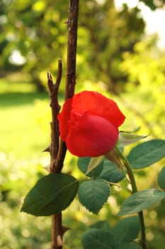 The red romatic rose in the garden