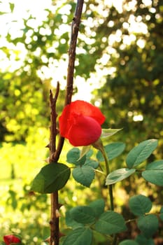 The red romatic rose in the garden