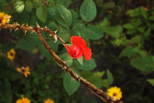 The red romatic rose in the garden