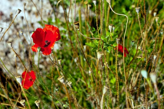 The Wild poppies growing in a spring field