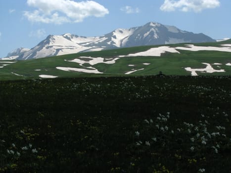 the Alpine meadows, vegetation, a distance, summer, greens, flowering, plants, flowers