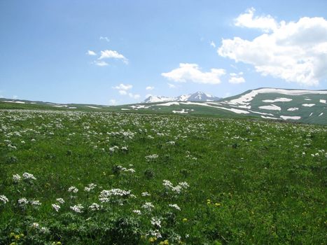 Europe; Russia; flora; the Alpine meadows, vegetation, a distance, summer, greens, flowering, plants, flowers