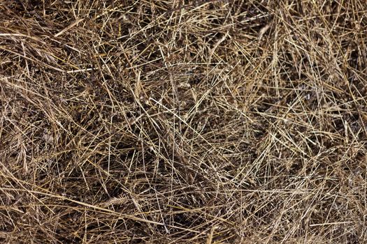 the dry yellow hay background for design