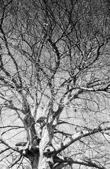 Black and white picture of barren tree branches in the winter