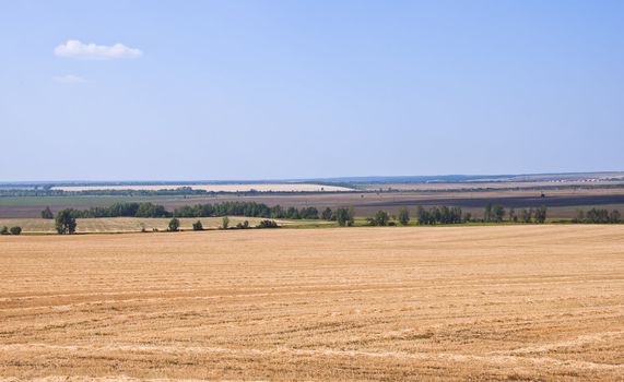 field of mowed rye. Summer landscape plains against the blue sky. Classic for Central Russia view.