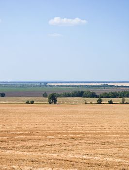 field of mowed rye. Summer landscape plains against the blue sky. Classic for Central Russia view.
