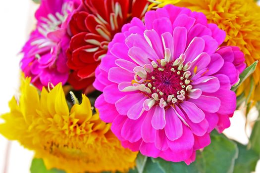 Colorful zinnia flower isolated against the softly muted shades of the other flowers in the garden