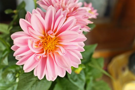 Pink dahlia against the softly muted shades of the leaves