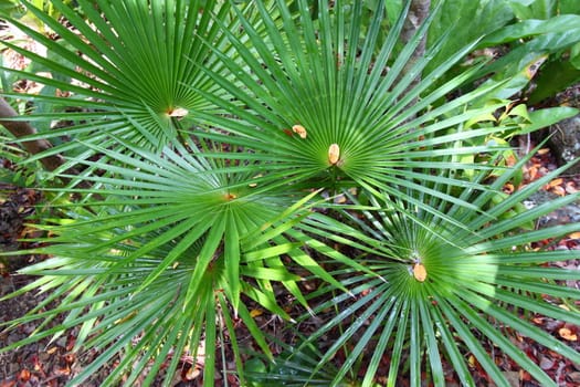 Tropical vegetation in the Virgin Islands National Park on Saint John (USVI).