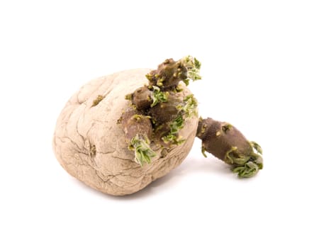 Sprouting potato on white background