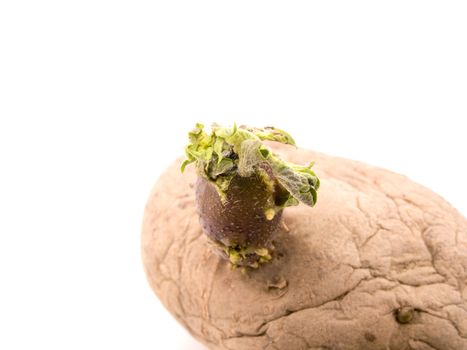 Closeup picture of sprouting potato on white background