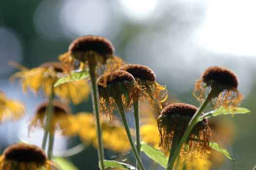 Some of the sunflowers are in focus others are in blur.