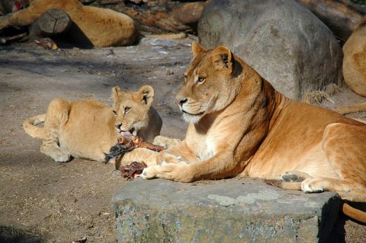 Lion mother and child