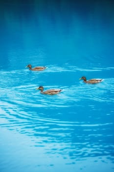 Ducks swimming in a blue lake
