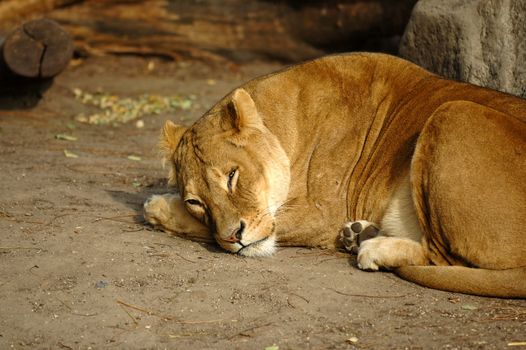 Lion resting in the sun