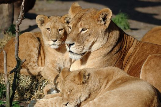 Lion family resting in the sun