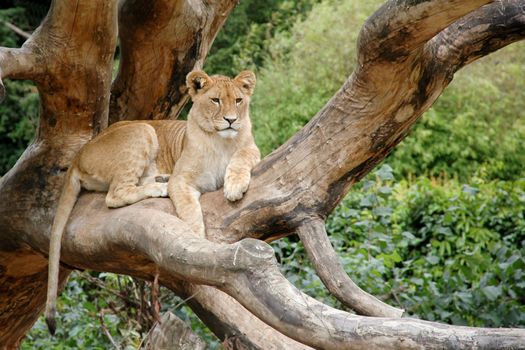 Lion is resting in the sun 