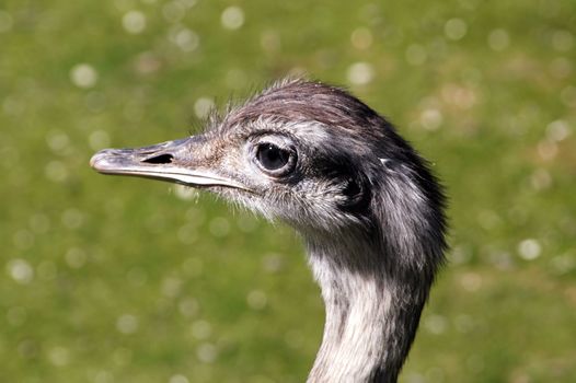 Emu in profile