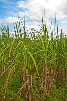 The renewable resource switchgrass for heating and production of diesel