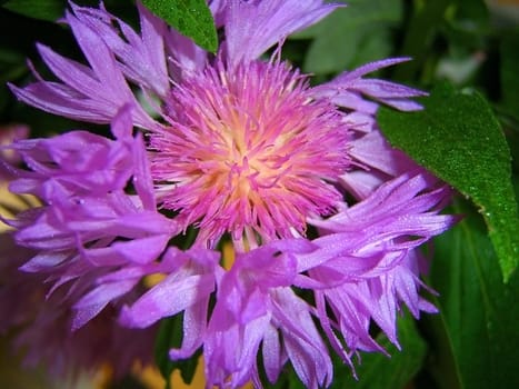 Violet flower, medicinal plant, vegetation, petal, background, texture, type, gentile aroma, bright pattern, dew, green sheet, water