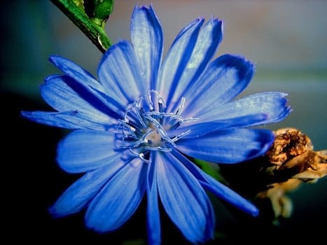 Blue flower, petal, vegetation, background, texture, type, gentile aroma, flora, branch