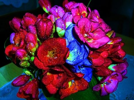 Violet, red, blue flower, rose, dew, water, petal, vegetation, bouquet, gift, background, texture, type, gentile aroma, flora